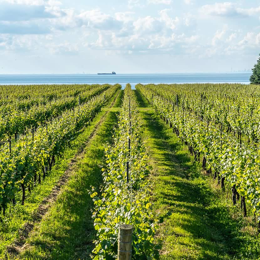 Vineyard in Niagara-on-the-lake, Ontario, Canada with Lake Ontario in the background | Crescero Natural Capital