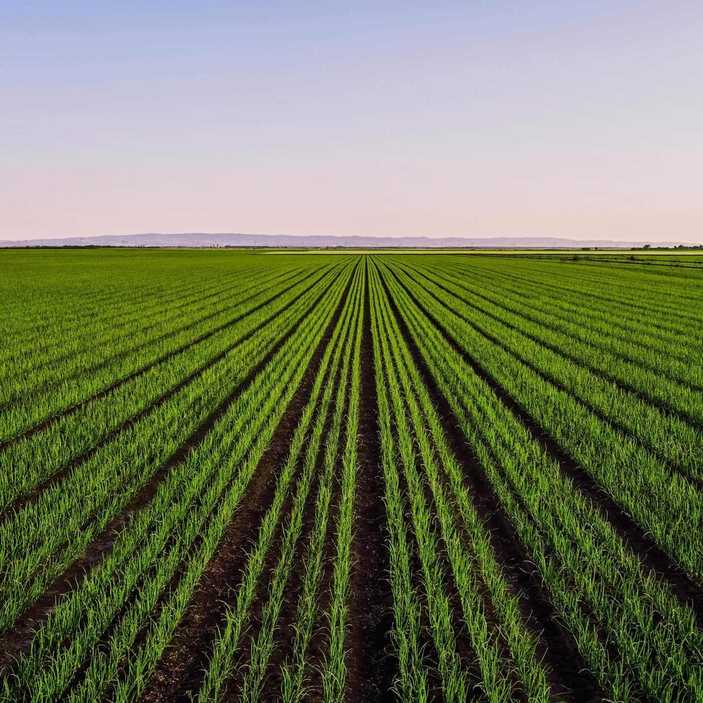Freshly planted crops in large Canadian farmers field | Crescero Natural Capital