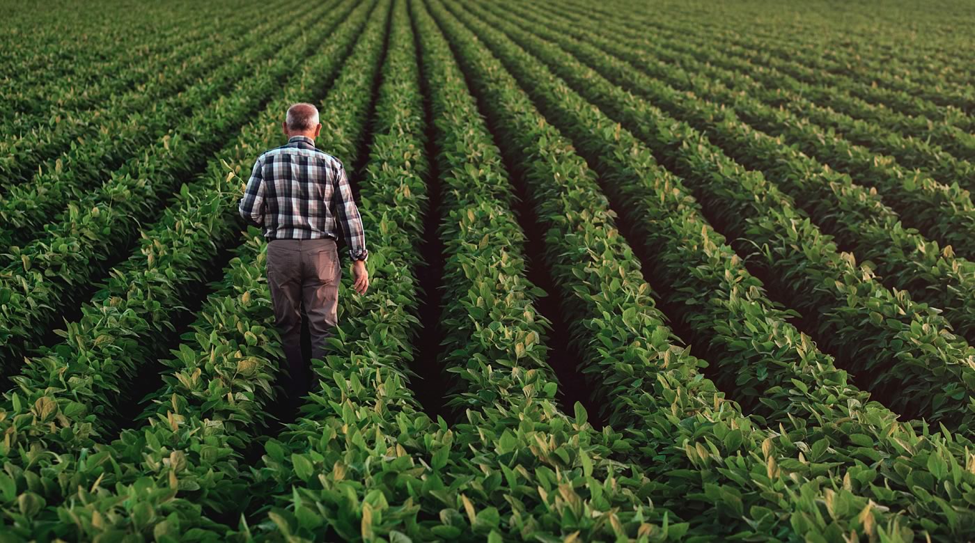 A farmer observes and tends to a large high yield crop that stretches to the horizon | Crescero Natural Capital
